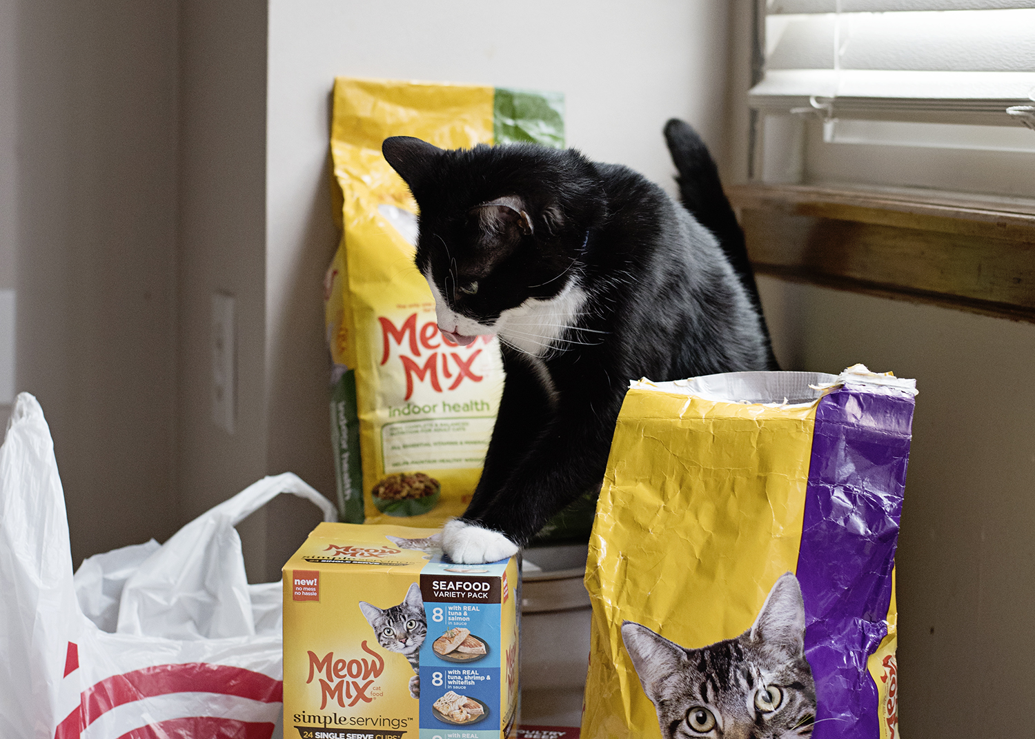 How I Got My Picky Cat to Love His Food Again